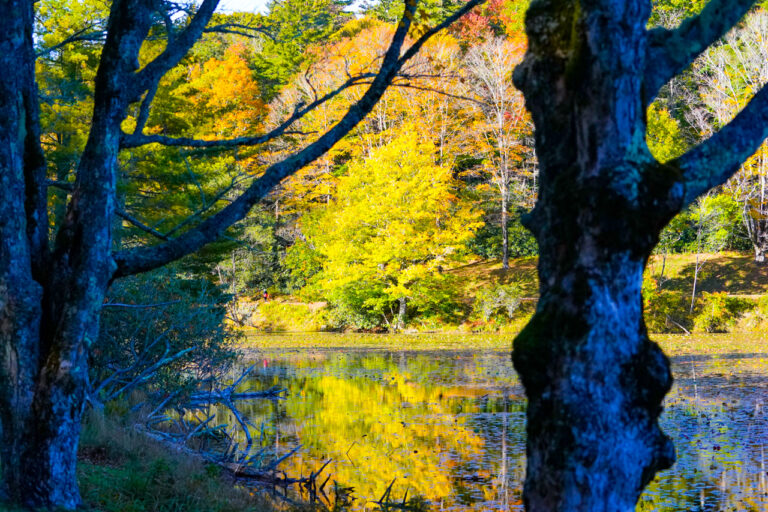 An autumn adventure: scenes from Bass Lake