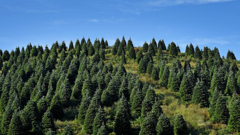 Research from NC State: The NC Christmas Tree Industry is Still Going Strong