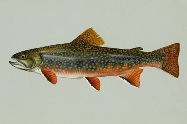 NC native Brook trout are fighting back, with help